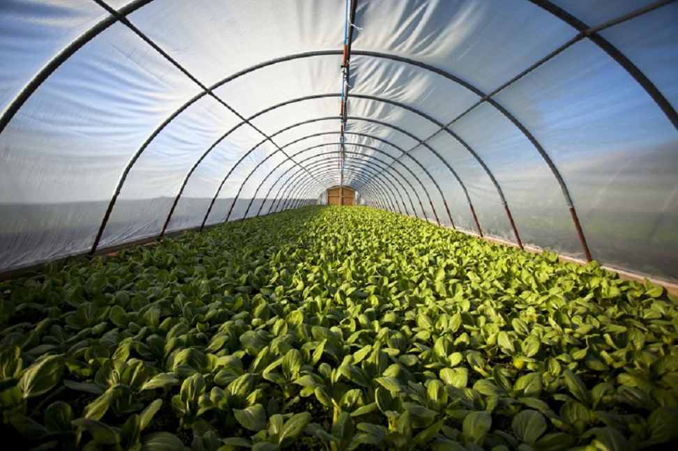 The Role of Synthetic Biology in Sustainable Agriculture